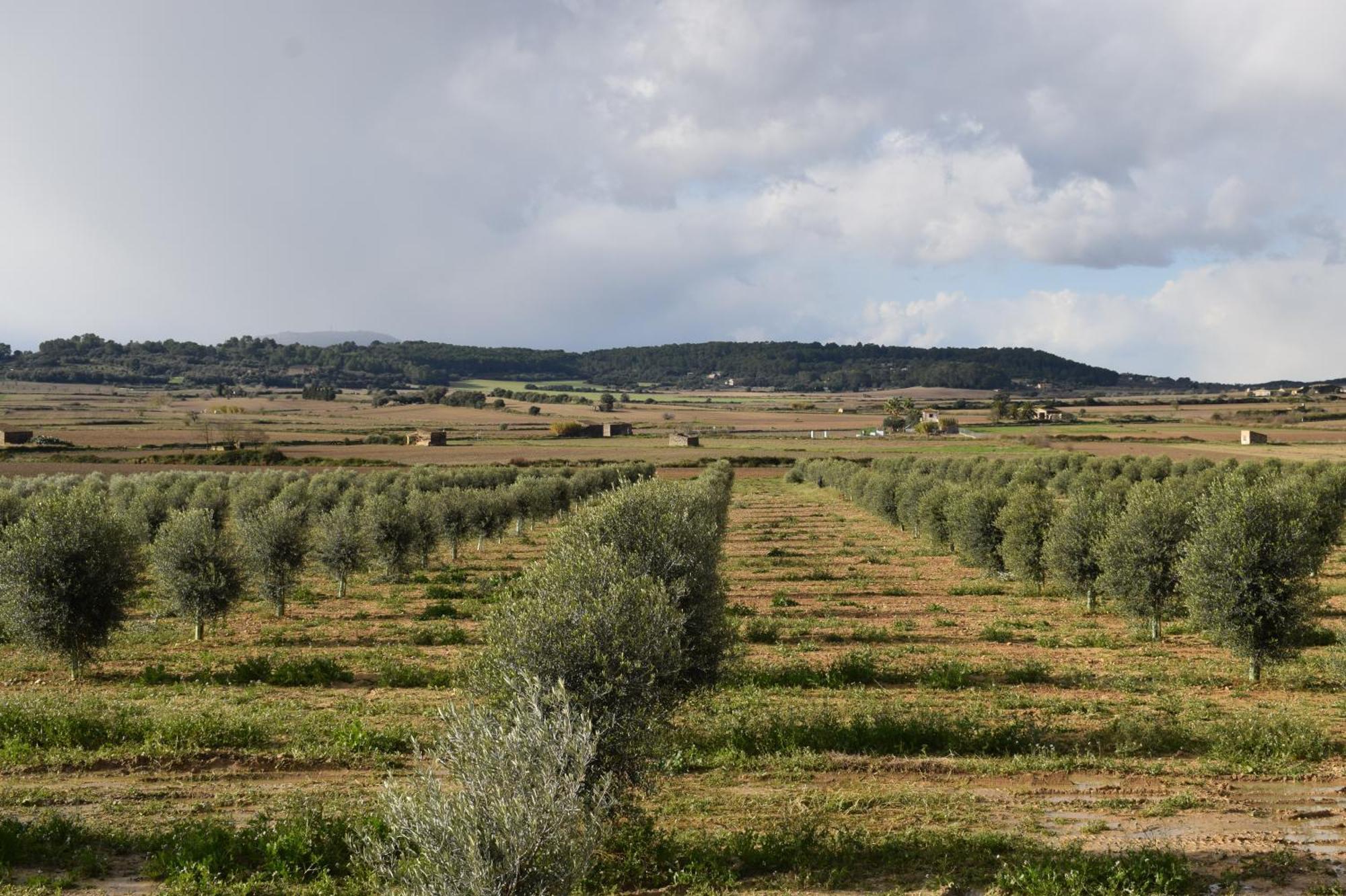 Agroturisme Gossalba Sant Joan Ruang foto